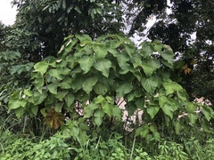 Acalypha macrostachya