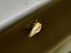 Cyrtolobus fenestratus