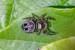 Phidippus clarus