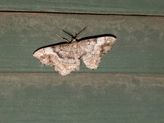 Hypagyrtis unipunctata
