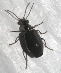 Lebia marginicollis