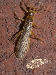 Perlesta