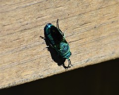 Chrysis smaragdula