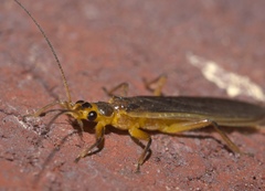 Perlesta