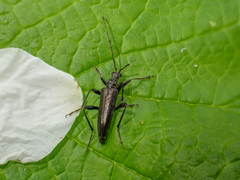 Cortodera longicornis