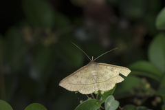 Hypospila creberrima