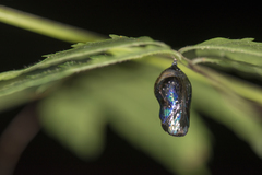 Euploea mulciber barsine
