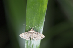 Gymnoscelis tristrigosa