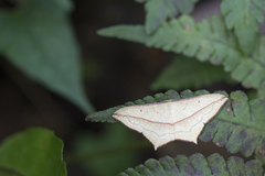 Timandra convectaria