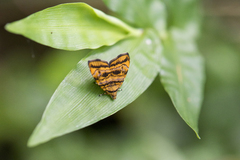 Choreutis amethystodes