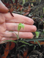 Pterostylis brumalis