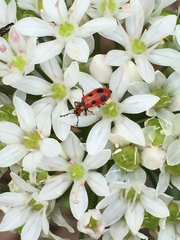 Pelonides quadrinotata