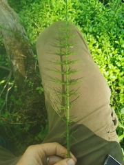 Equisetum × litorale