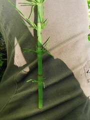 Equisetum × litorale