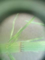 Equisetum × litorale