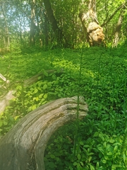 Equisetum × litorale