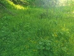 Equisetum × litorale
