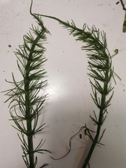 Equisetum × litorale