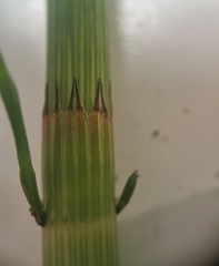 Equisetum × litorale