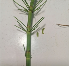 Equisetum × litorale