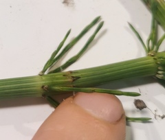 Equisetum × litorale