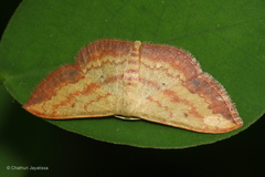 Scopula