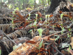 Pterostylis brumalis