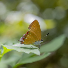 Heliophorus