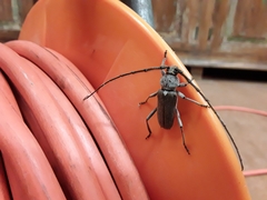 Gnaphalodes trachyderoides