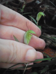 Pterostylis brumalis