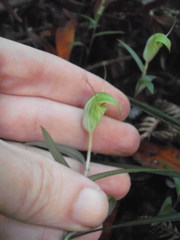 Pterostylis brumalis
