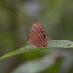 Abisara