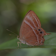 Abisara
