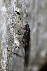 Xorides sepulchralis