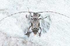 Sternidius mimeticus