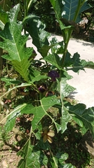 Solanum galeatum