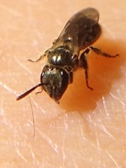 Dialictus