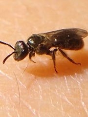 Dialictus