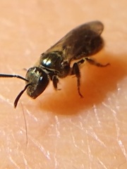 Dialictus