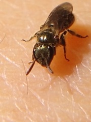 Dialictus