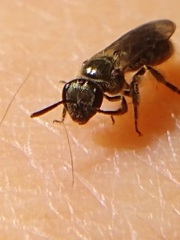 Dialictus