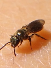 Dialictus