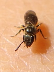 Dialictus