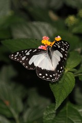 Graphium angolanus