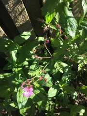 Geranium robertianum