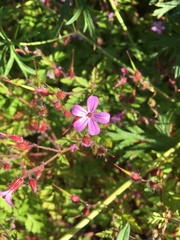 Geranium robertianum