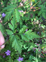 Geranium robertianum