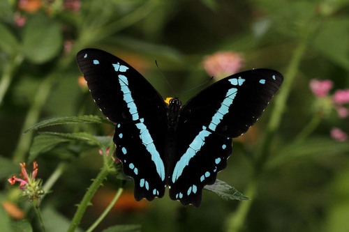 Narrow Green-banded Swallowtail