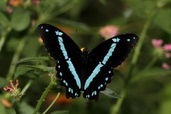 Papilio nireus
