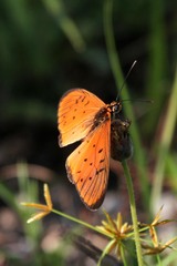 Acraea oncaea